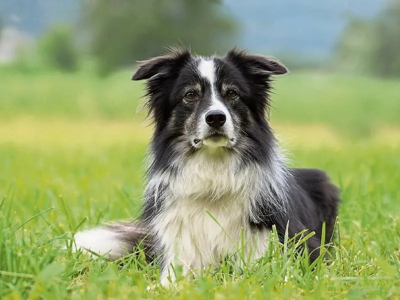 Golden Collie
